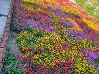 Bán lô đất mặt tiền biển đảo Lý Sơn, Quảng Ngãi