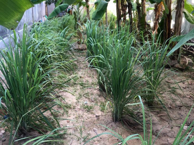 Đất khu dân cư bình đông 100m²..