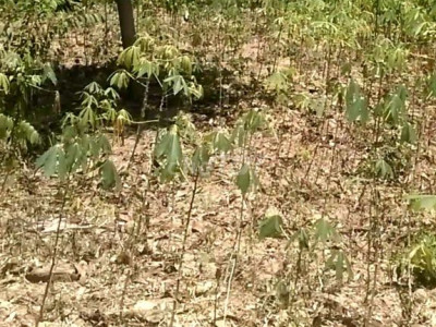 Gia đình mình bán miéng dát nông nghiẹp trên soi.