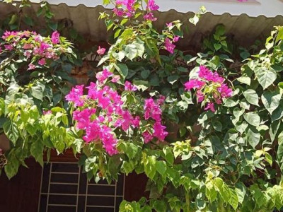 Nhà cấp 4 đường võ nguyên giáp , gần nhà thờ