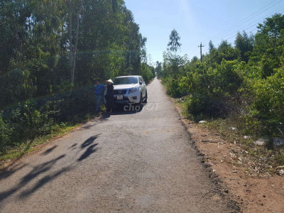 Đất sổ đỏ trồng cây lâu năm