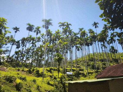 Bán Hót nhất rẻ nhất đẹp nhất 12000m2 đất CLN có 750 cây cau đã  thu