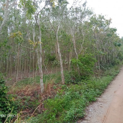 Cẩn bán hai lô đất trồng cây