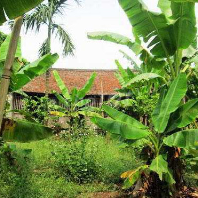 Cần thuê nhà cấp 4 có vườn rộng để chăn nuôi.