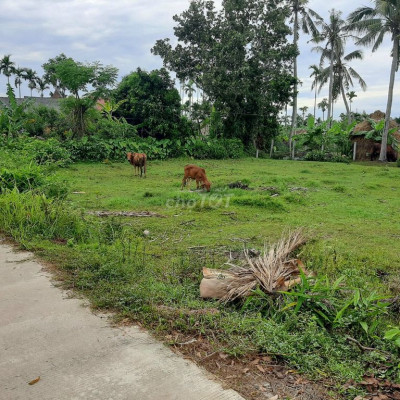 Cần tiền bân gấp lô đất vườn xây biệt thự bao đep