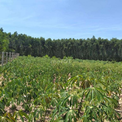 ĐẤT VƯỜN NGHĨA HÀNH QUẢNG NGÃI 7400M2(400m2 đất ở)