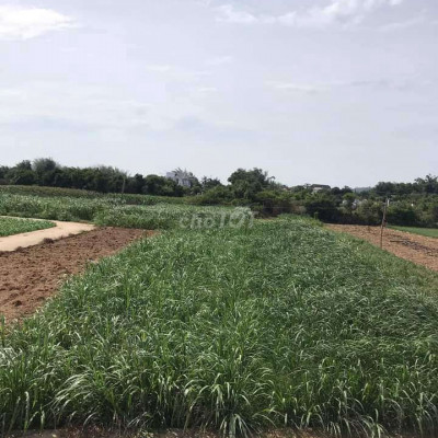 CHIẾT KHẤU 2 CHỈ VÀNG TỪ NAY ĐẾN CUỐI TUẦN