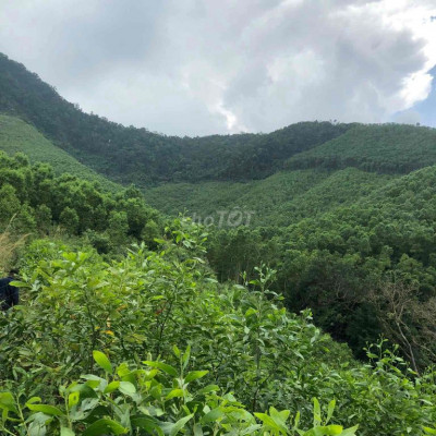 Bán 3.6ha đất trồng keo Minh Long