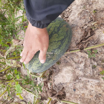 Cho thuê đất làm vườn