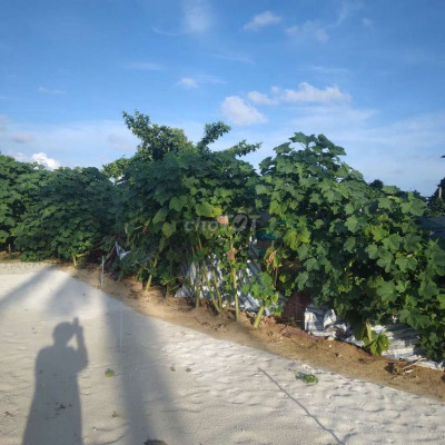 Bán đất Biển _ Đâo Lý Sơn _200m2 giá 270 triệu Quảng ngãi