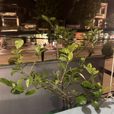 CHO THUÊ ĐẤT 77m2 TP Quảng Ngãi