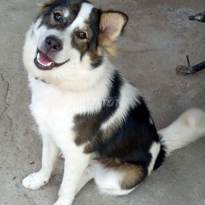 CHO THUÊ NHÀ KHÔNG NGẬP LỤT TẠI TRUNG TÂM TT CHÂU Ổ