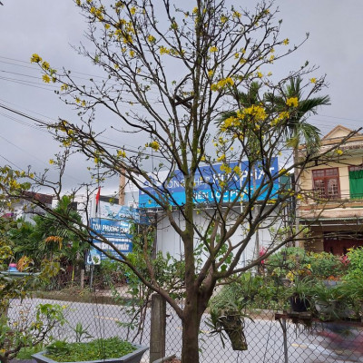 Cho Thuê nhà nguyên căn  mặt tiền ql 24B Mỹ Yên Tịnh Hà