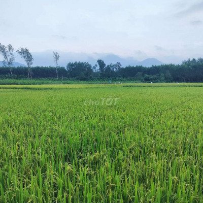 Bán đất vườn+ thổ cư