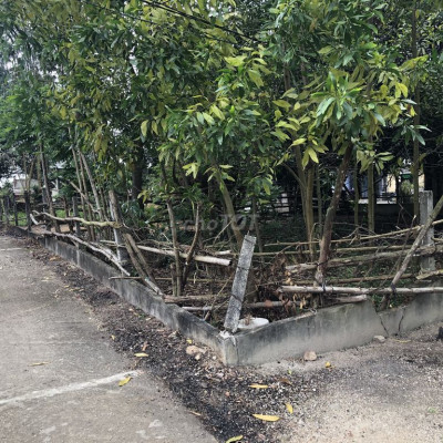 Đất thổ cư và trồng cây lâu năm - diện tích lớn - giá hạt dẻ