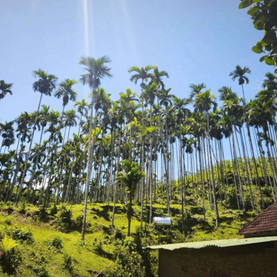 Bán Hót nhất rẻ nhất đẹp nhất 12000m2 đất CLN có 750 cây cau đã  thu